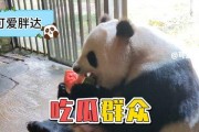 娱乐吃瓜大熊猫,揭秘大熊猫的娱乐生活